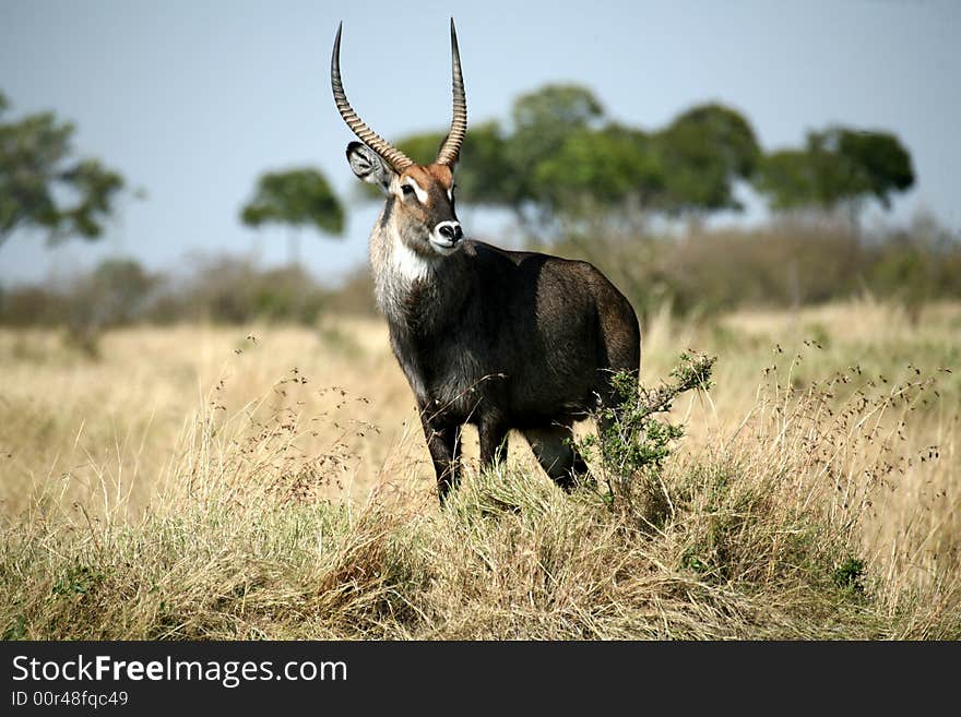 Waterbuck standing on a grass hill in the Masa Mara Reserve (Kenya)