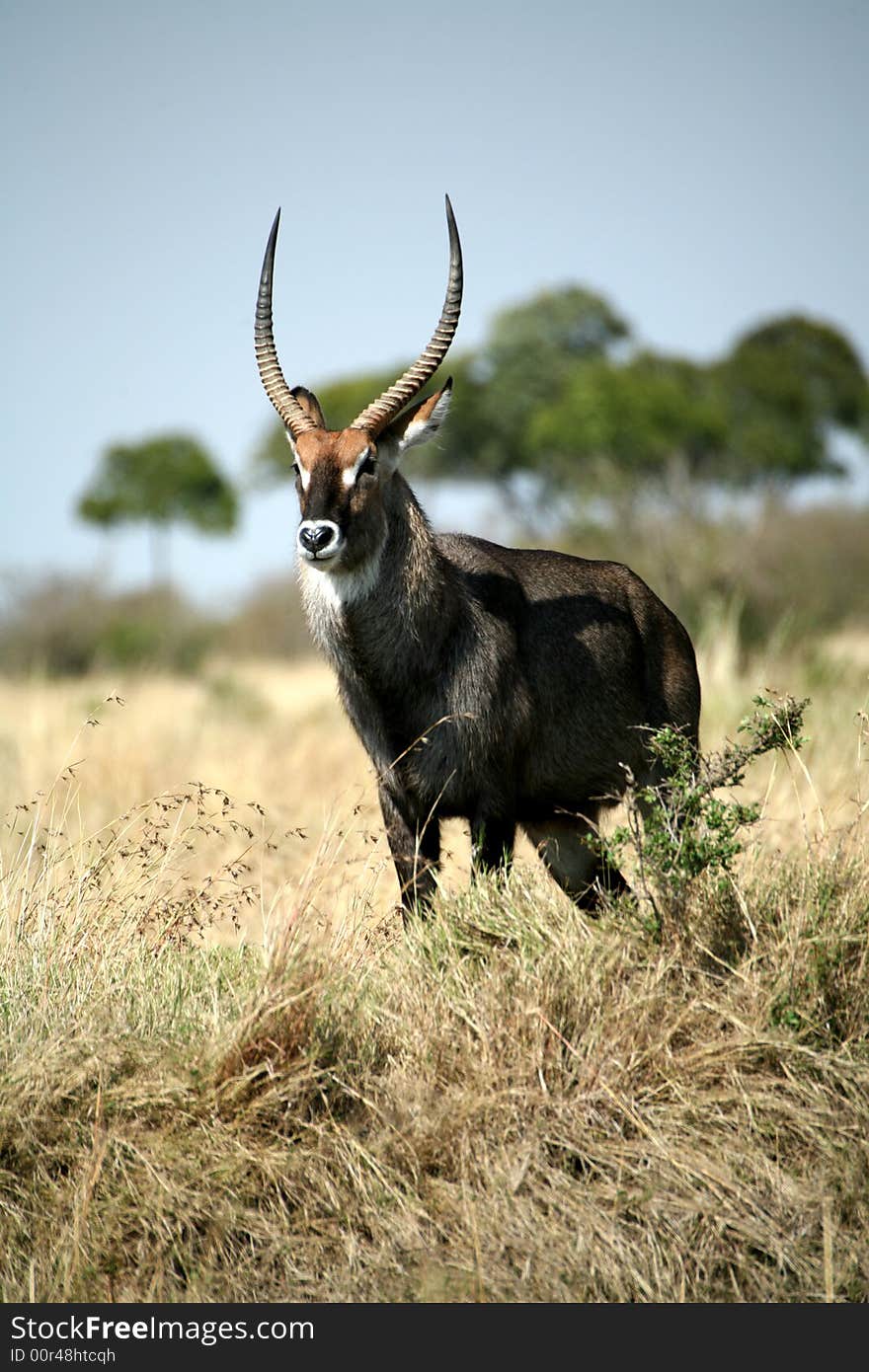 Waterbuck standing on a grass hill in the Masa Mara Reserve (Kenya)