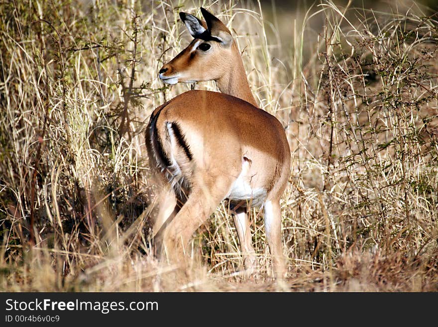 Impala standing in the grass with head turned in the Pilanesberg Reserve (South Africa). Impala standing in the grass with head turned in the Pilanesberg Reserve (South Africa)