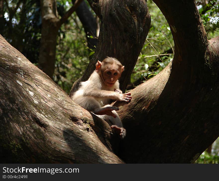 A sad baby Monkey left behind by its mother. A sad baby Monkey left behind by its mother