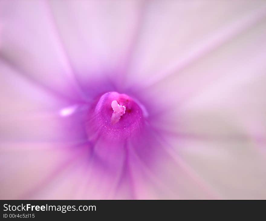 A closer view into a flower. A closer view into a flower