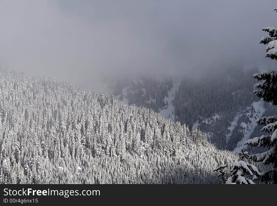 Snow covered evergreen trees high up in the Cascade Mountains. Snow covered evergreen trees high up in the Cascade Mountains.