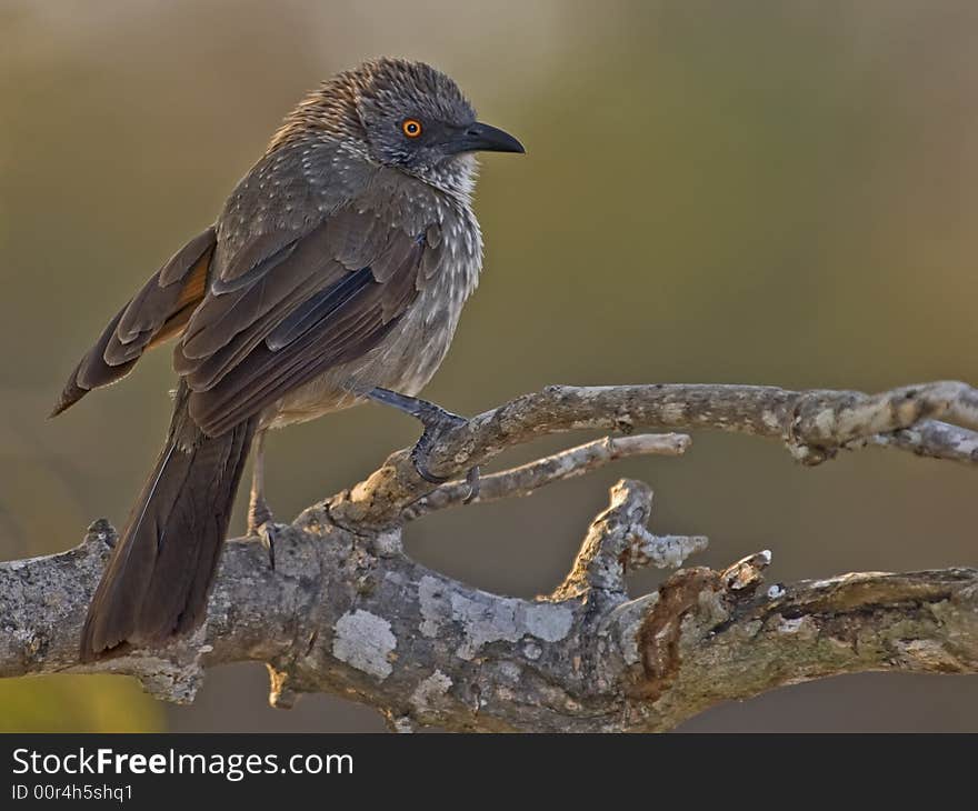 Arrow Marked Babbler