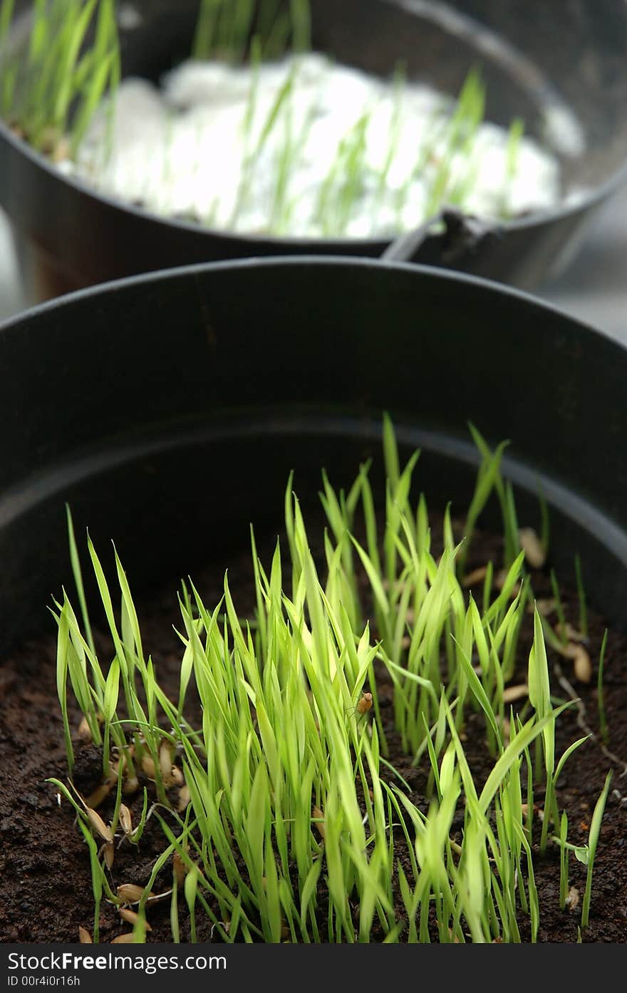 Rice seed growth in black basket