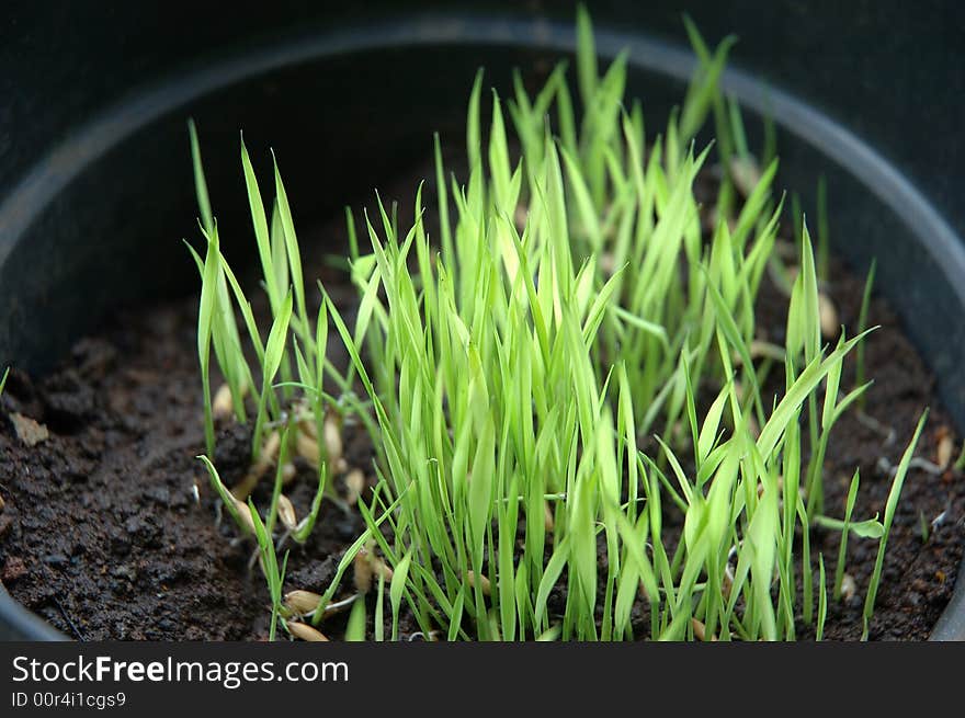 Rice seed growth in black basket