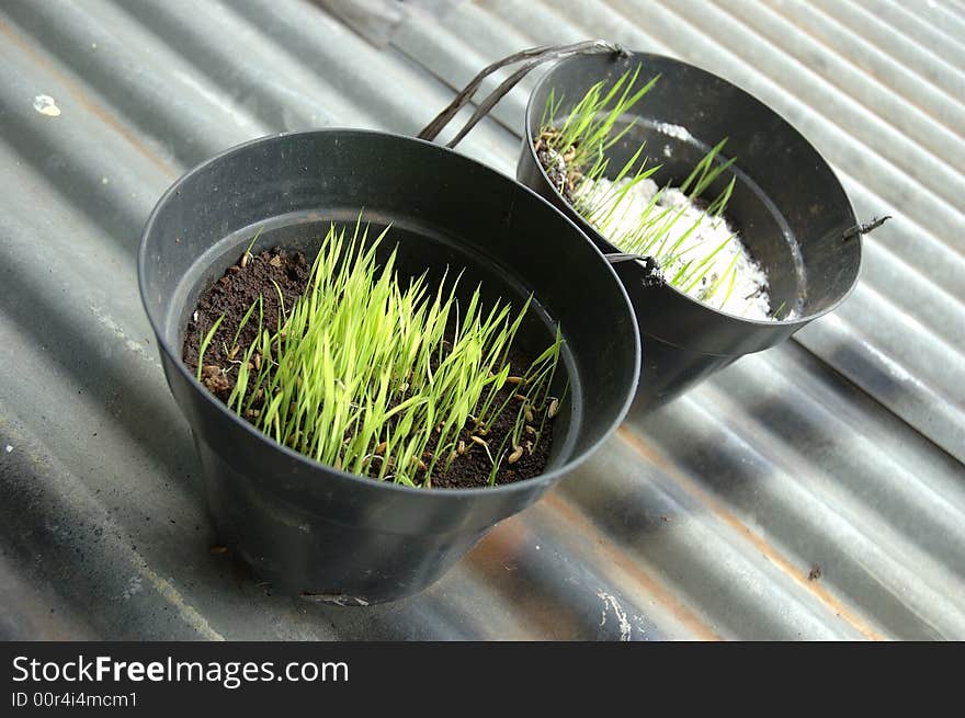 Rice seed growth in black basket