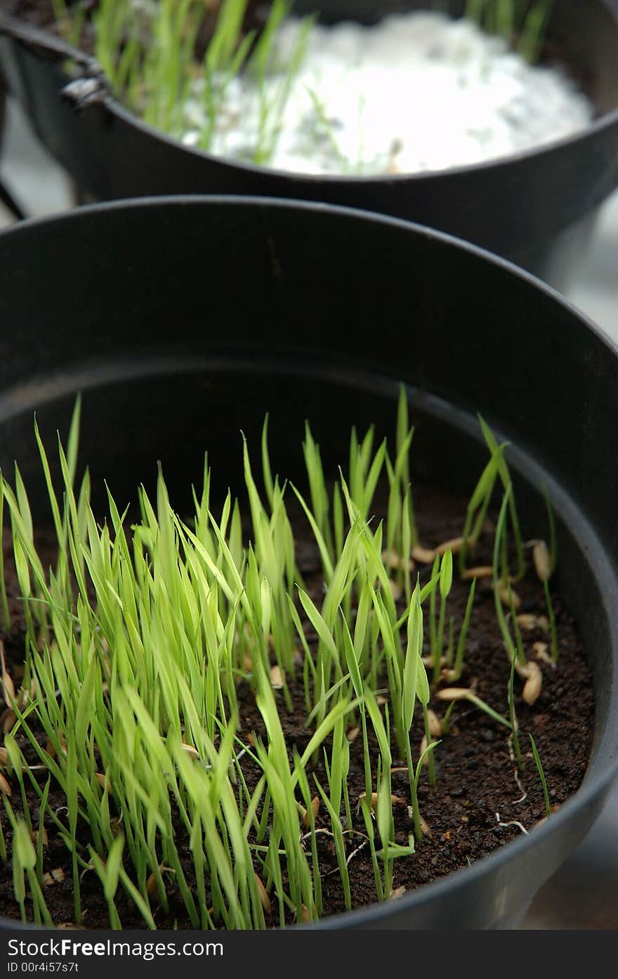 Rice seed growth in black basket