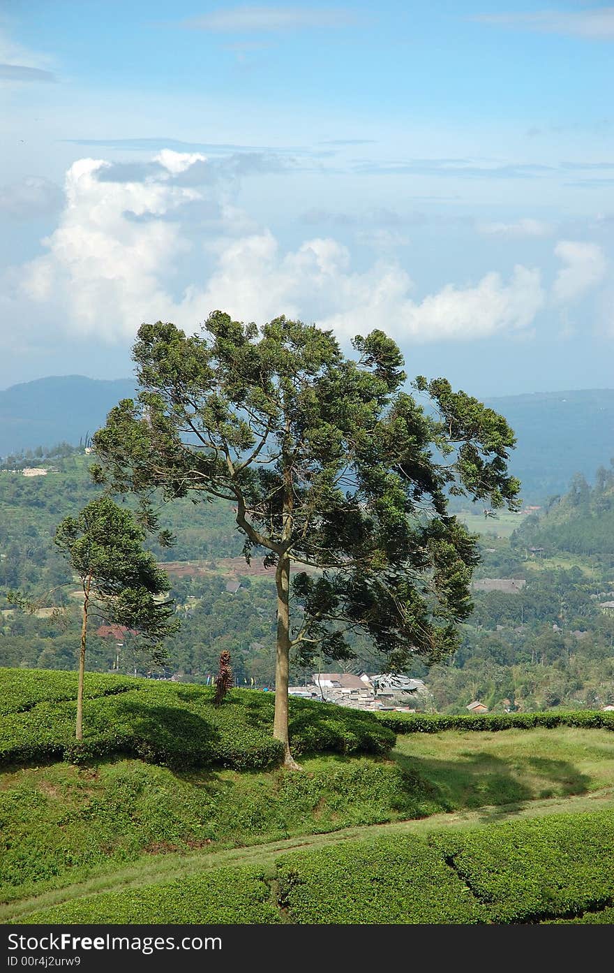 Green tea that growth well in indonesia