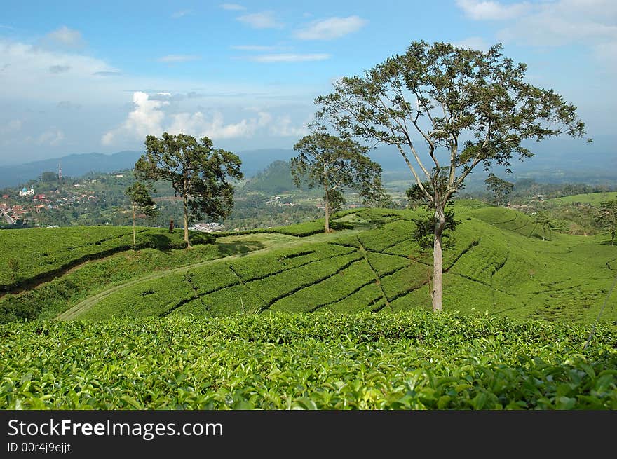 Green tea that growth well in indonesia