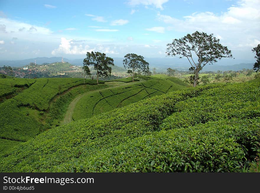 Green tea that growth well in indonesia