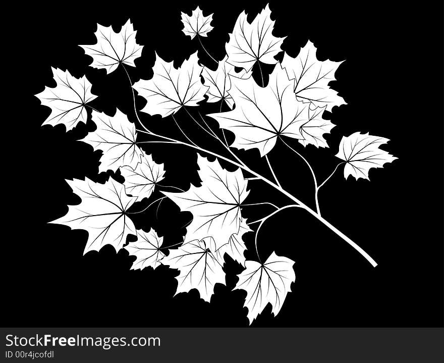 Maple branch