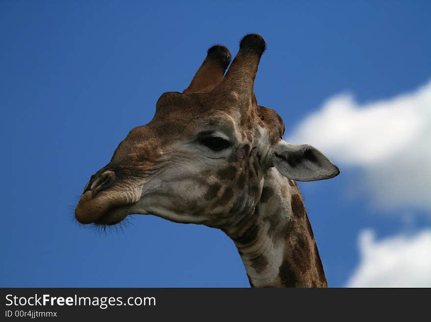 Giraffe head against a blue sky