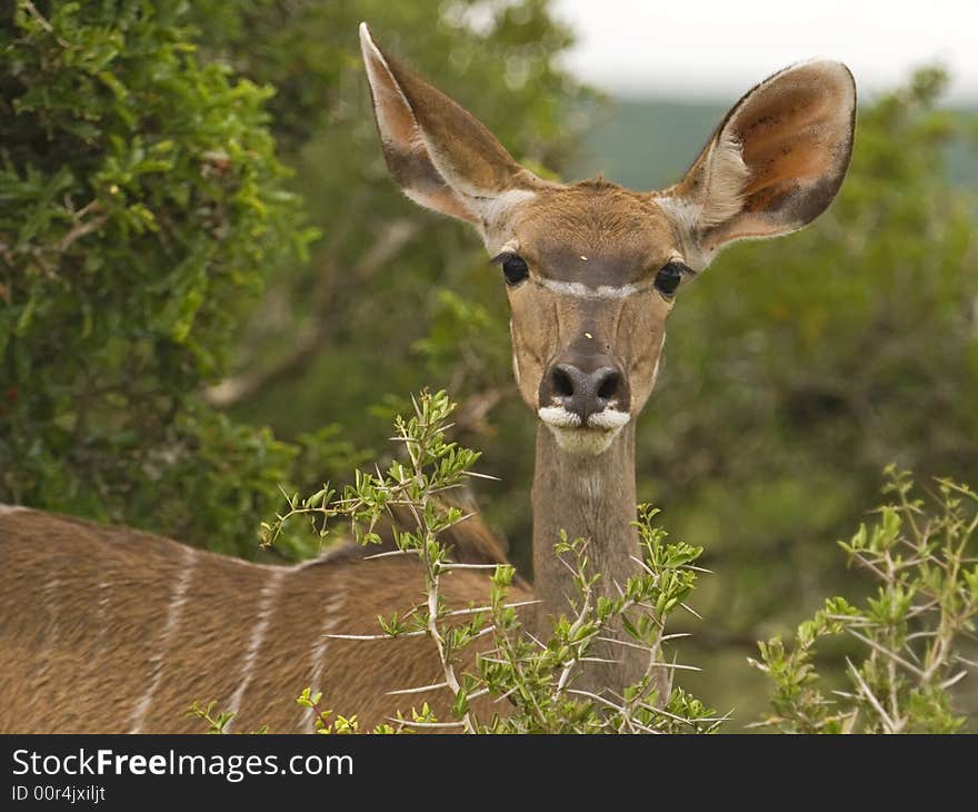 Kudu Cow Portrait