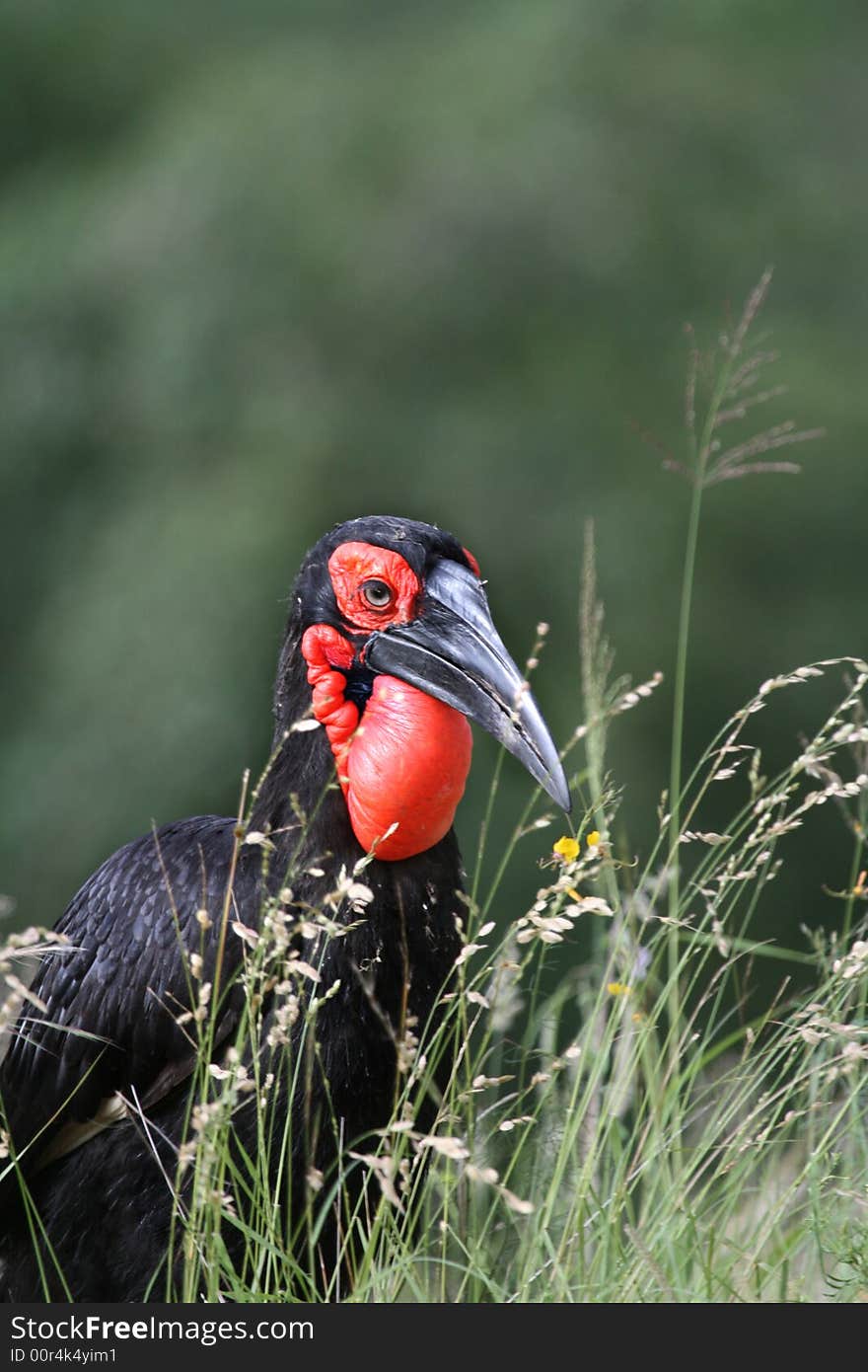 Ground Hornbill hunting for insects in the grass. Ground Hornbill hunting for insects in the grass