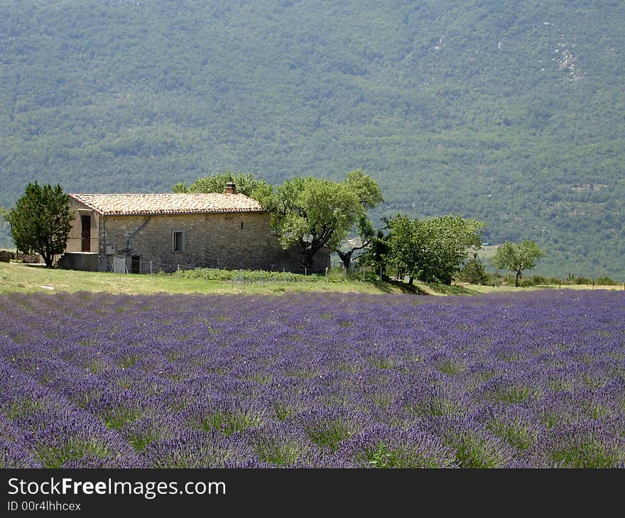 Lavender Field