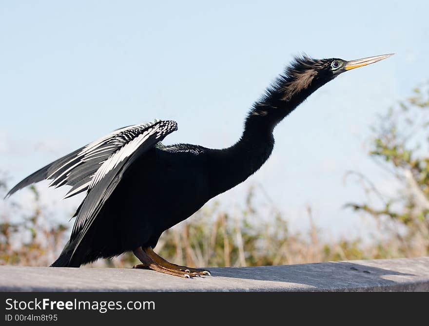 An Anhinga opens its wings for takeoff in the Everglades. An Anhinga opens its wings for takeoff in the Everglades