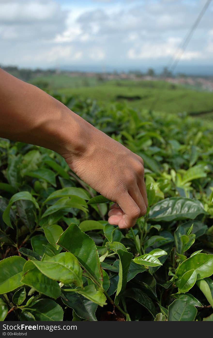 Picking up green tea that growth well in indonesia