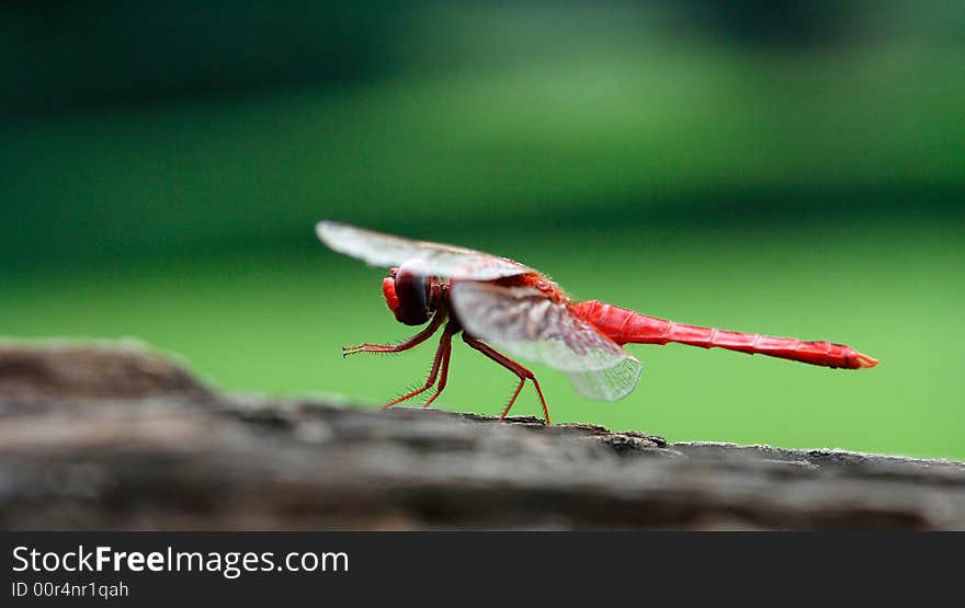 It is a dragonfly on the dress.It is very beautiful. It is a dragonfly on the dress.It is very beautiful.