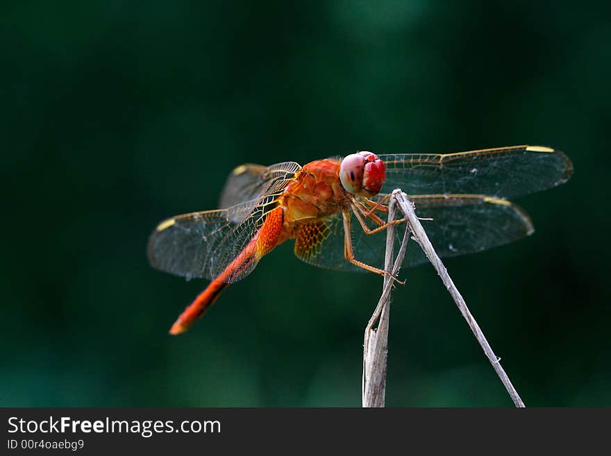 It is a red dragonfly on the dress.It is very beautiful.