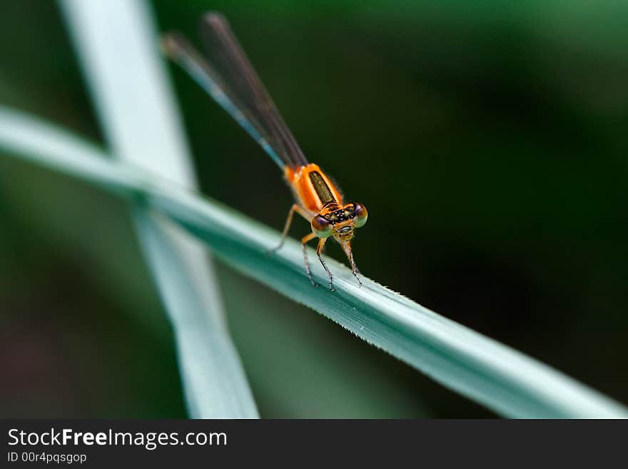 A damselfly