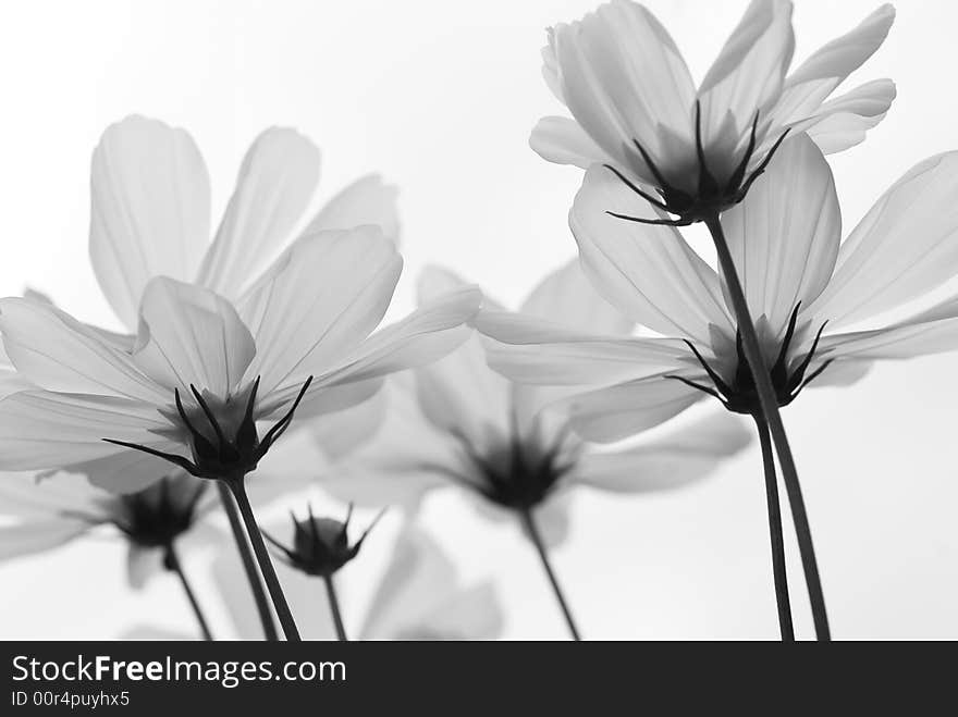 High key underside view of daisy against a bright sunny sky. High key underside view of daisy against a bright sunny sky