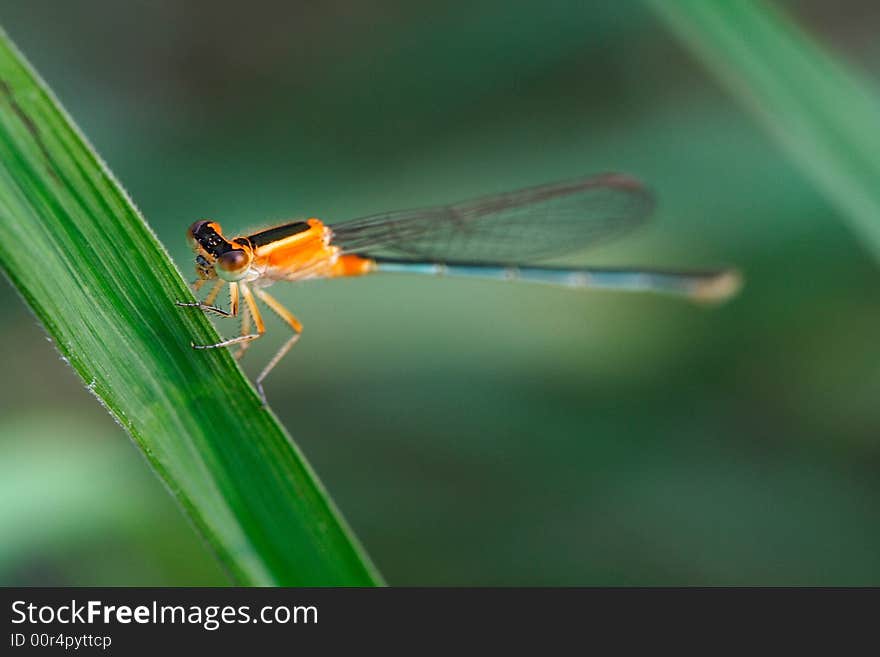 Damselfly on the leaf