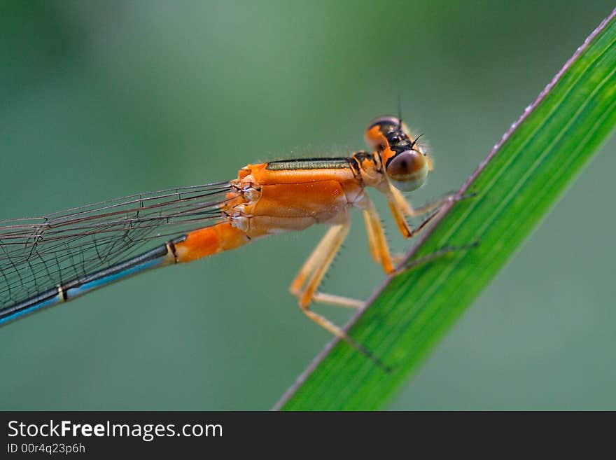 It is a damselfly on the leaf.It is very small and  very beautiful.