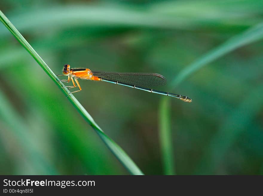 A damselfly