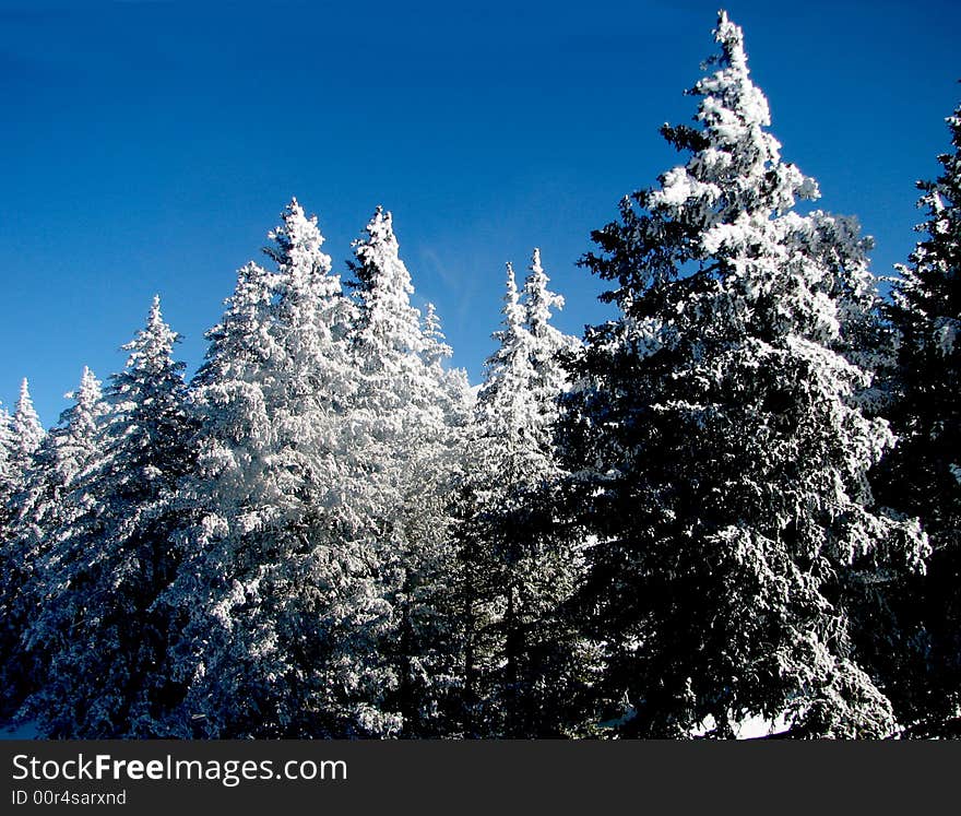 Snow Covered Trees On Sierra Blanca