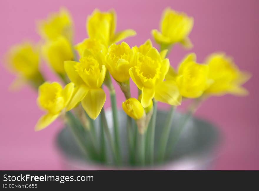 Daffodils