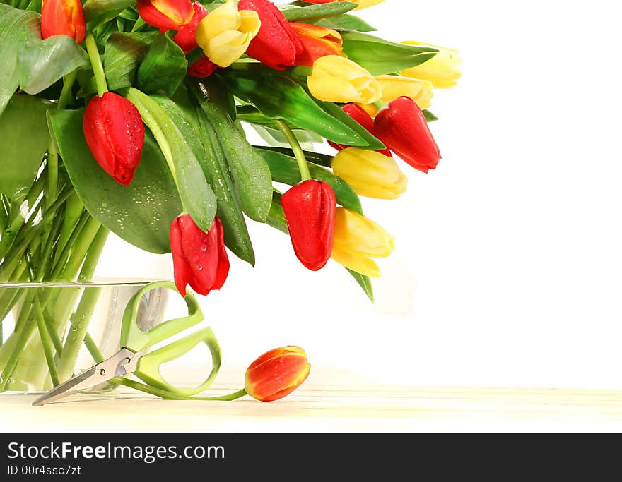 Colored tulips with glass vase on the white background