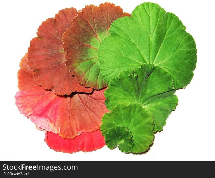 Colourful Leaves