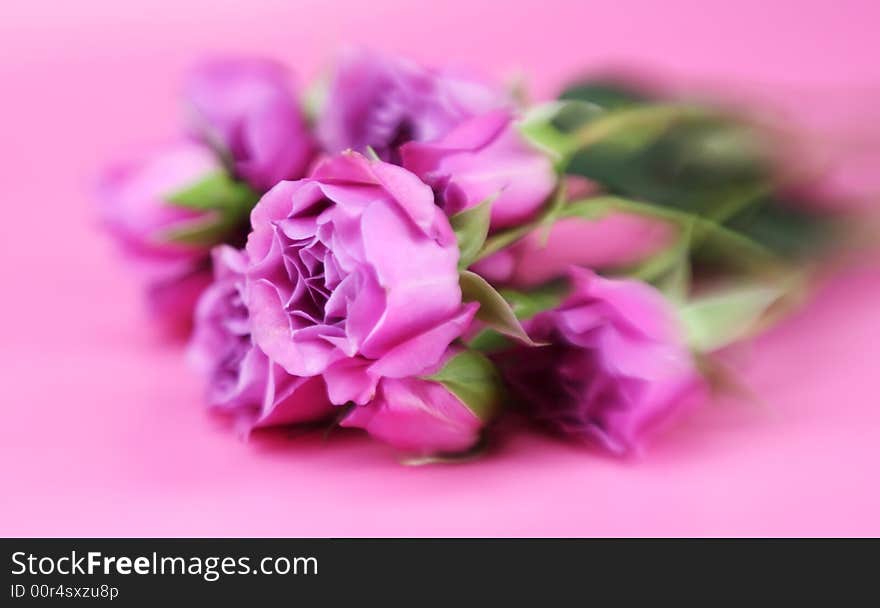 A bunch of pink roses with a speciall focus effect. A bunch of pink roses with a speciall focus effect