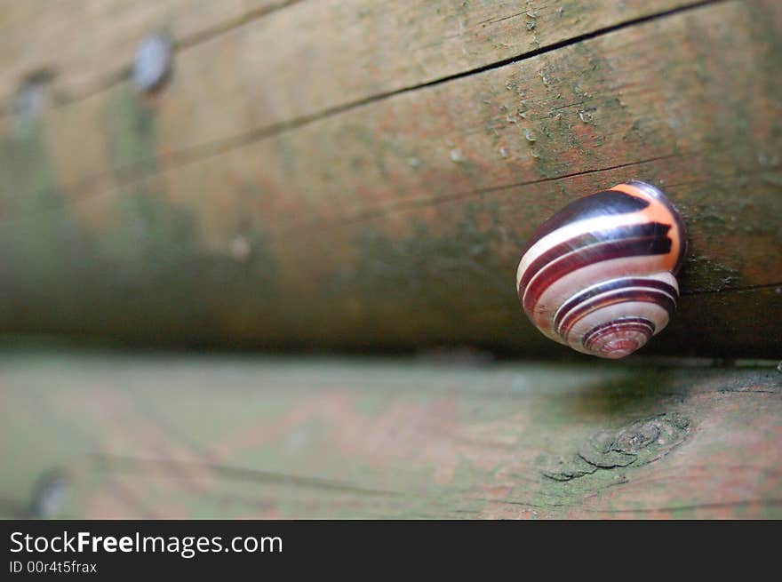 A small snail on wood