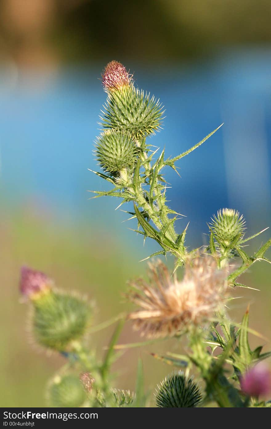 Thistles at Caddies Creek