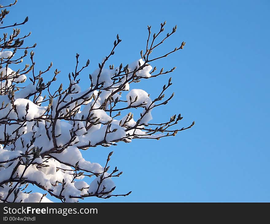 Snow Covered Branch