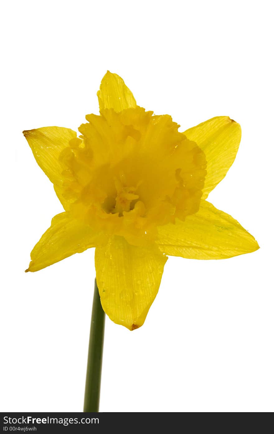 Yellow daffodil on a clean white background. Yellow daffodil on a clean white background