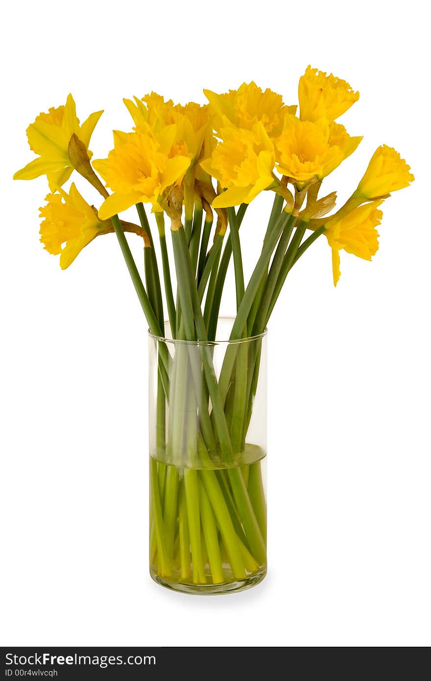 Yellow daffodils in a vase. Taken on a clean white background. Yellow daffodils in a vase. Taken on a clean white background.