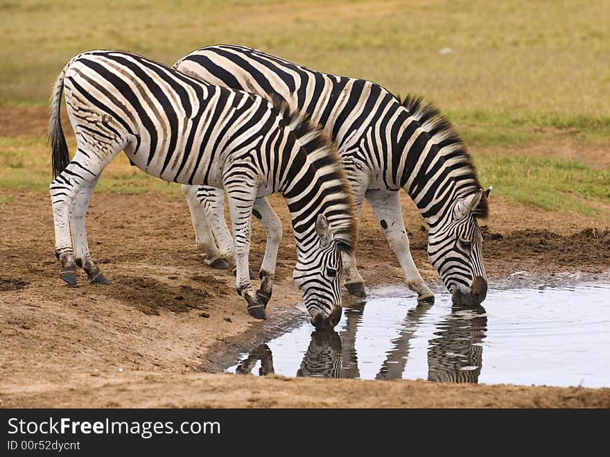 Zebra each have a different Pattern of Stripes which are unique. Zebra each have a different Pattern of Stripes which are unique