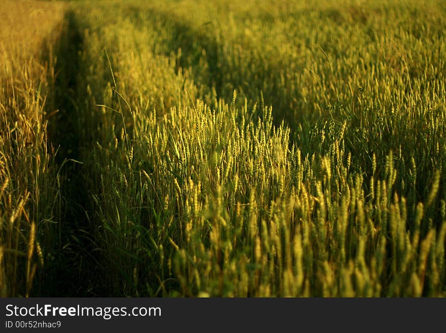 Field of wheat nice landscape