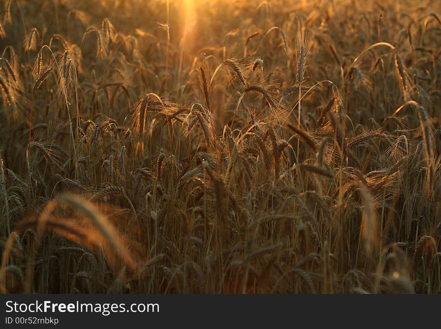 Field of wheat nice landscape