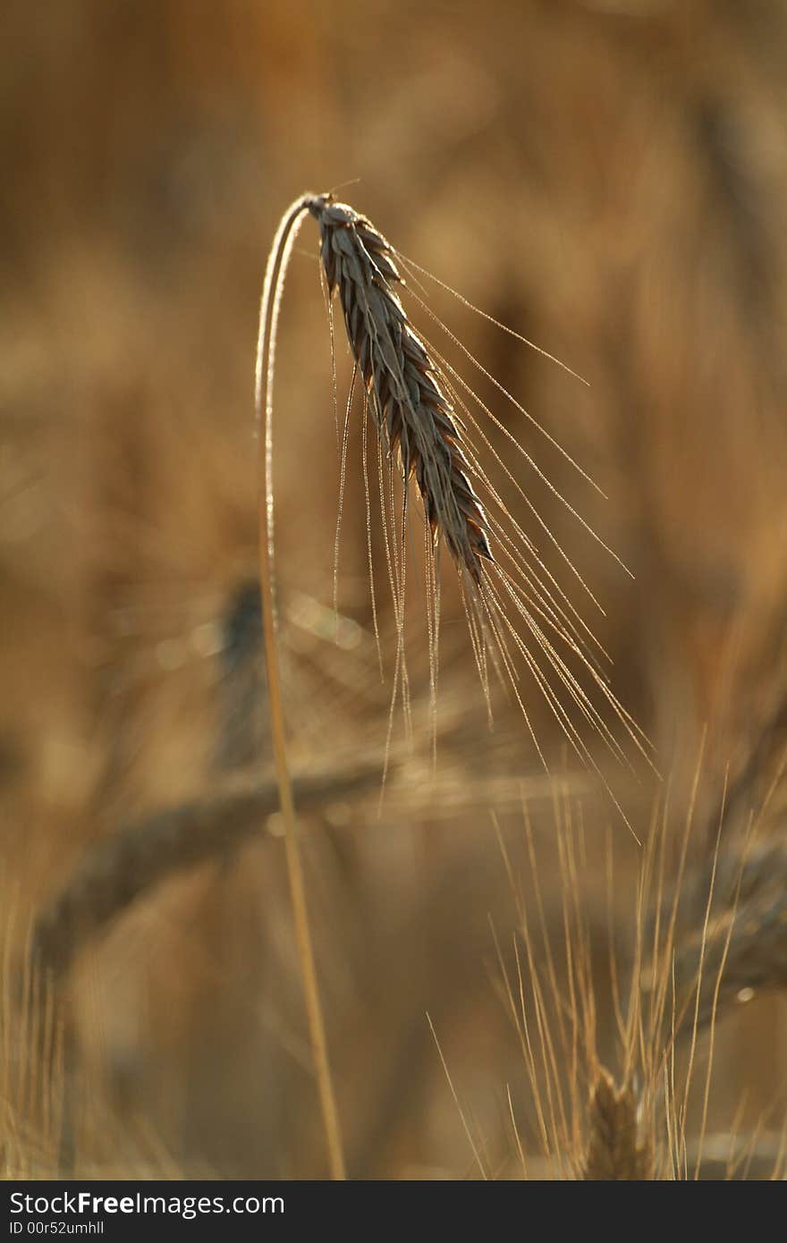 Field of wheat