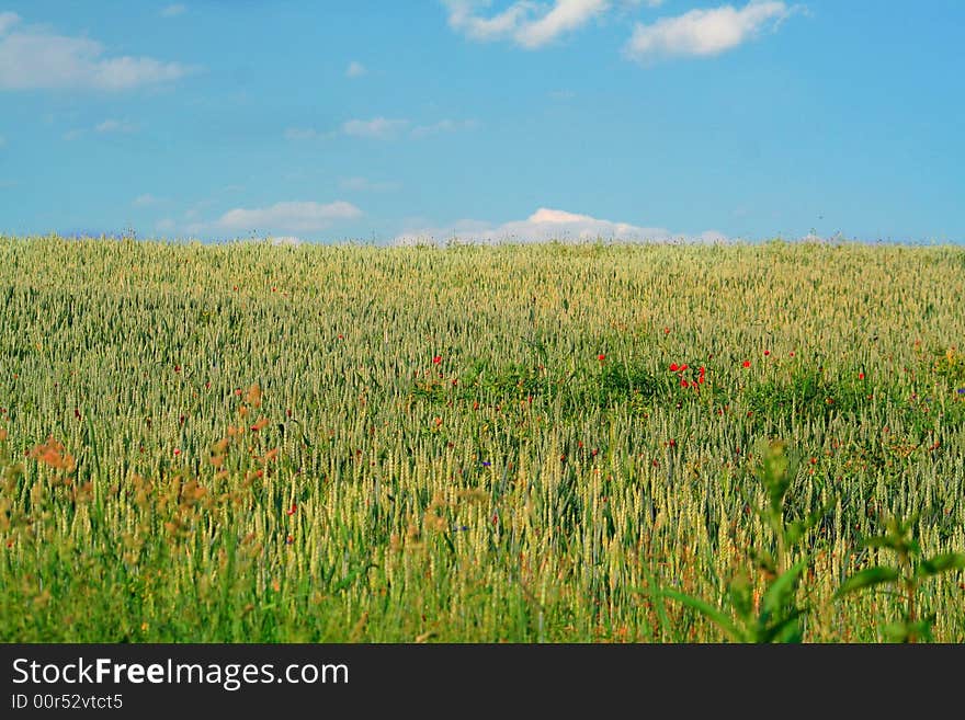 Field of wheat