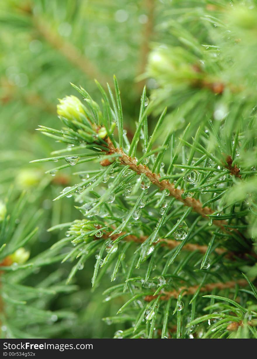 Drops of dew on fur-tree. Drops of dew on fur-tree