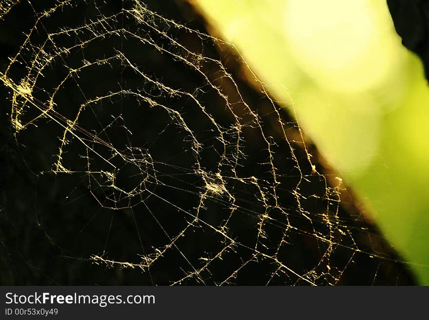 Spider's web on the tree