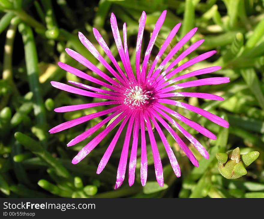 Pink flower