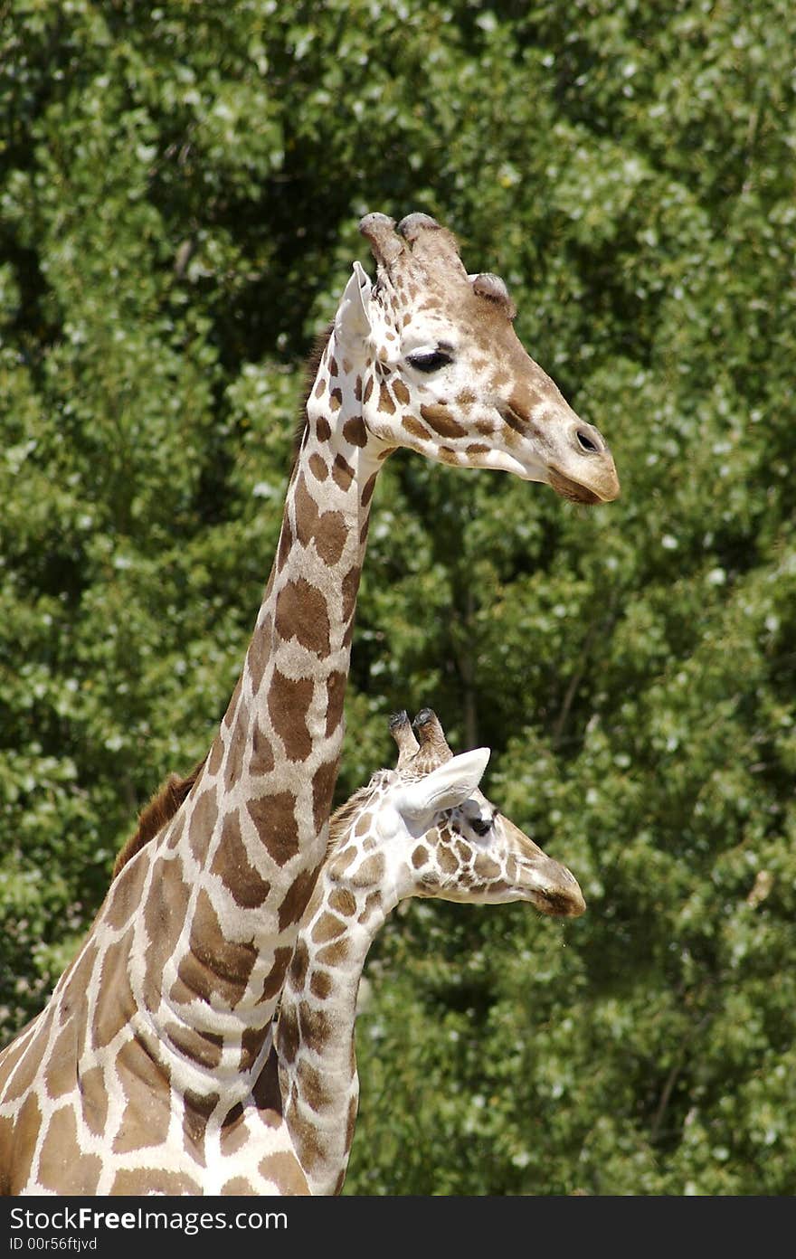 Close up of two giraffes from chest up