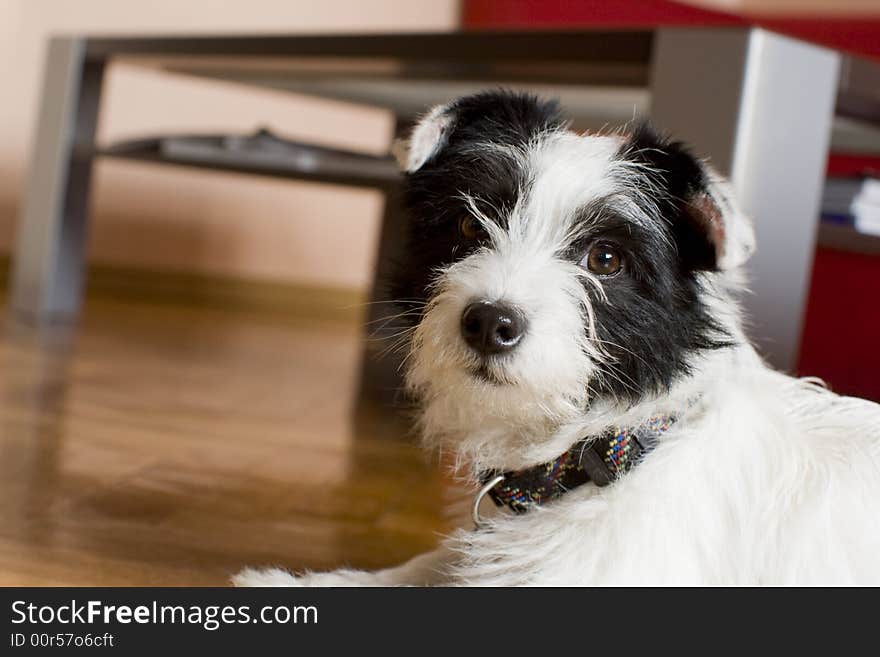 Little terrier laying down on the floor. Little terrier laying down on the floor