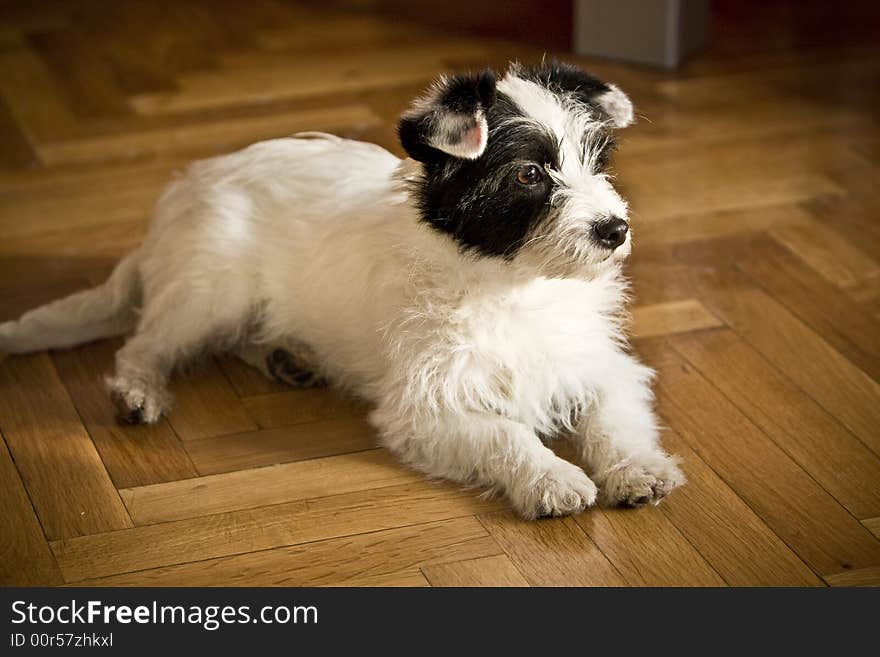 Little terrier laying down on the floor. Little terrier laying down on the floor