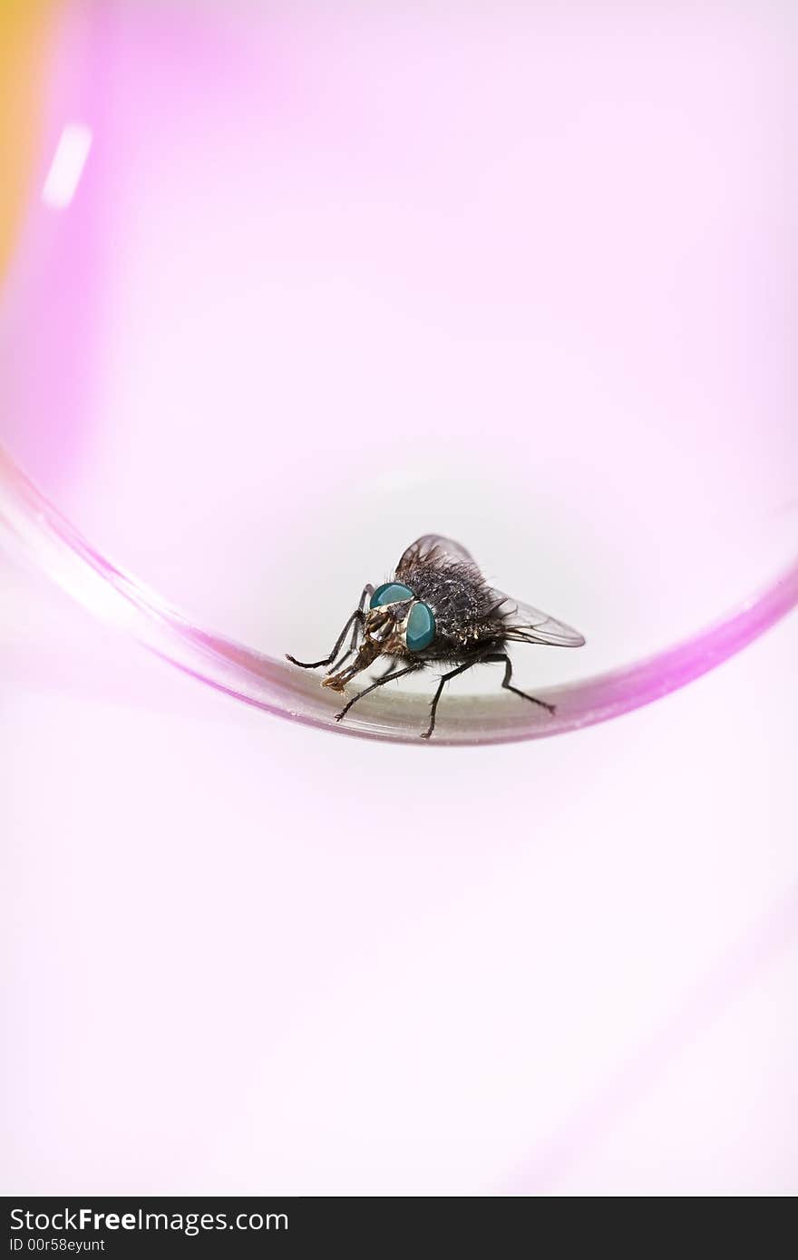 Fly on the edge of a glass